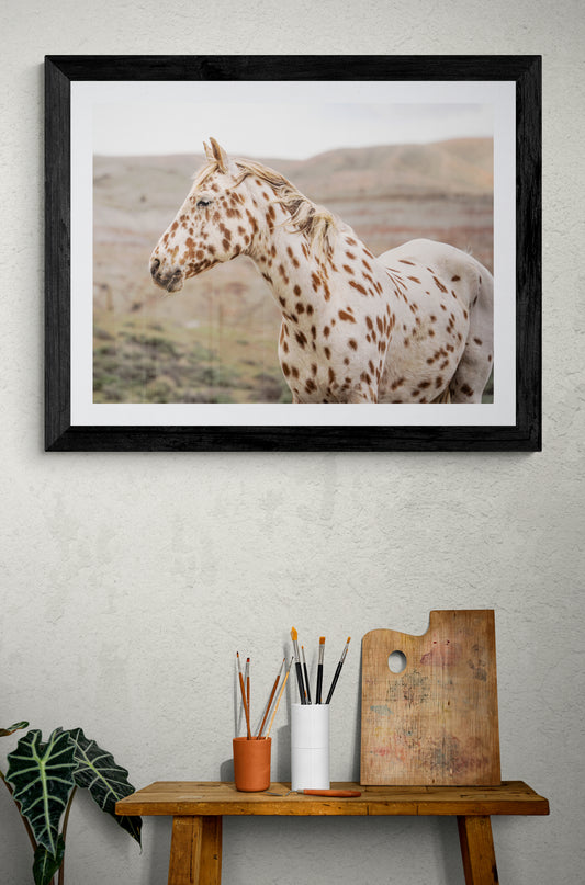 Wild Appaloosa